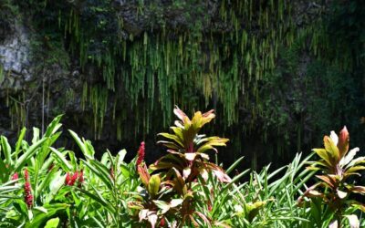 A Look at Top Attractions in Kauai on the East Side