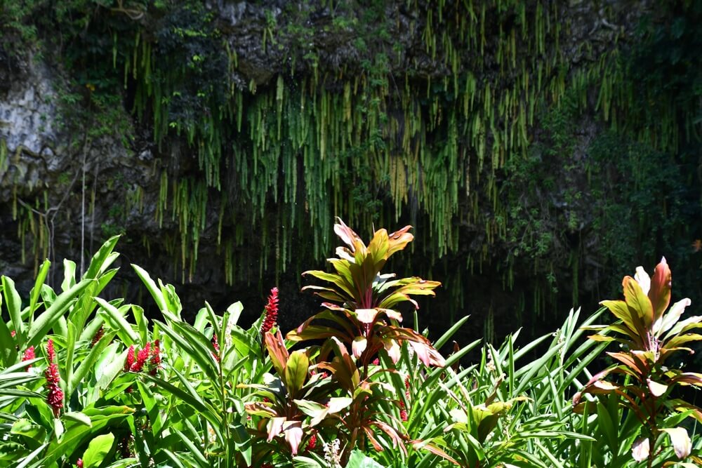 A view of Fern Grotto, one of the top attractions in Kauai on the East Side.