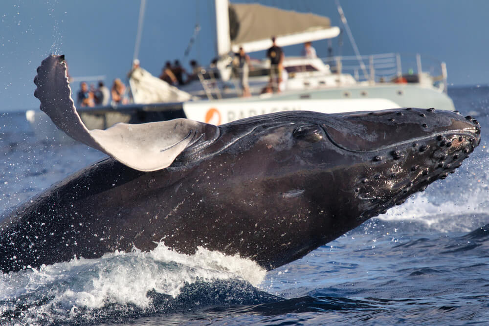 The view of a whale watching tour in Kauai.